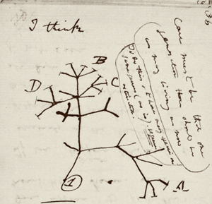 Darwin's Missing Notebooks at the University of Cambridge