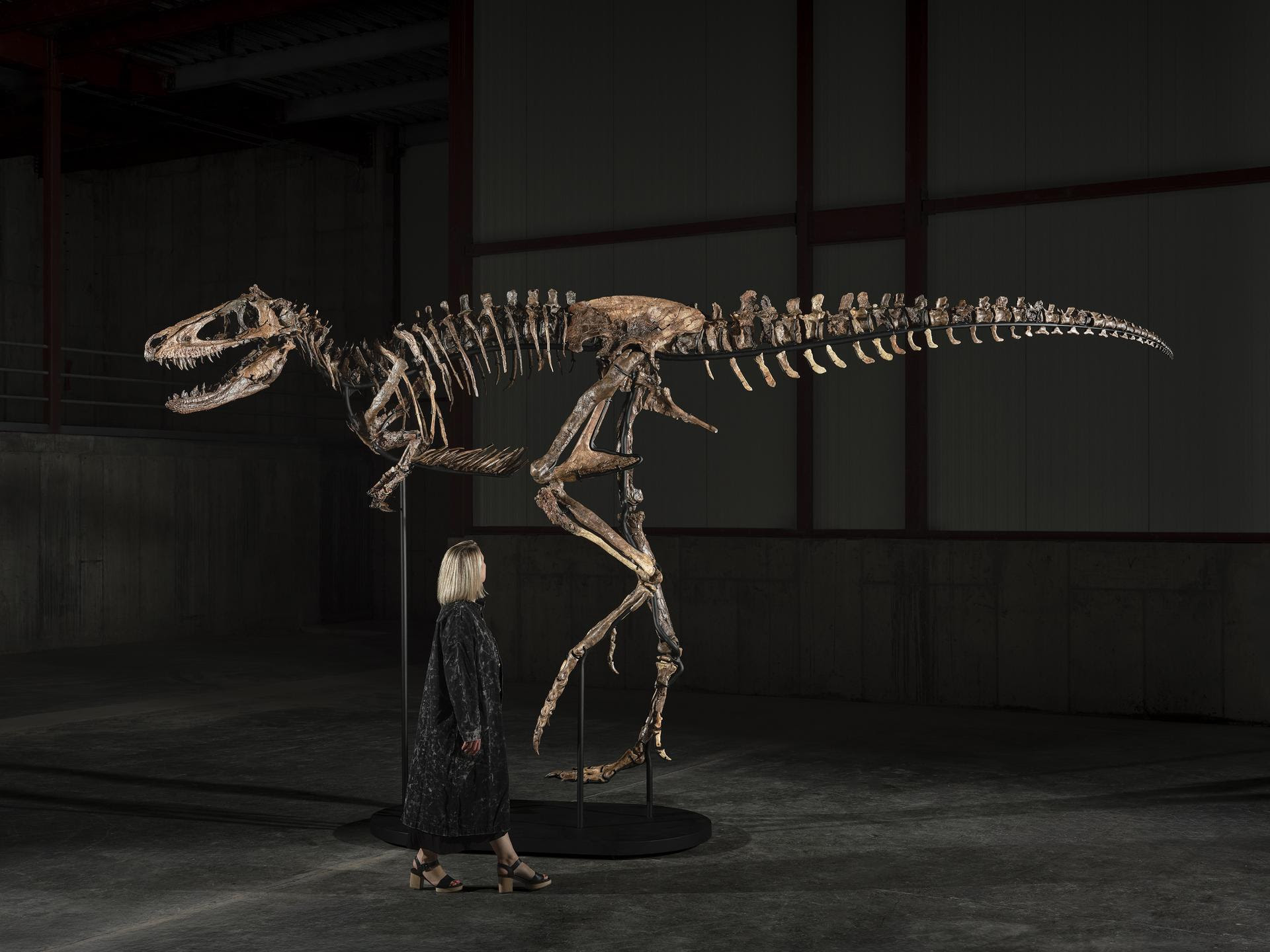 Sotheby’s to Offer Exceptionally Rare Nanotyrannus “Jodi”