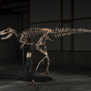 Sotheby’s to Offer Exceptionally Rare Nanotyrannus “Jodi”