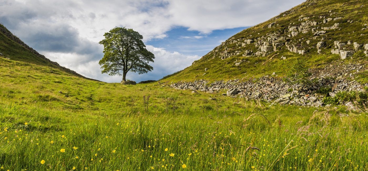 England’s Iconic Sycamore Gap Tree Destroyed by Act of Vandalism
