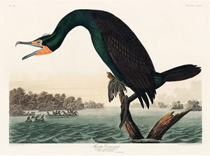 Seattle Chapter to Remove ‘Audubon’ from its Name