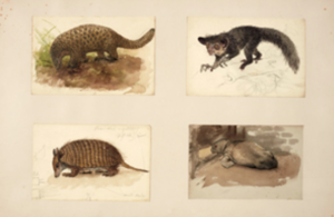 Outstanding Collection of Joseph Wolf Animal Drawings at Risk of Leaving the UK