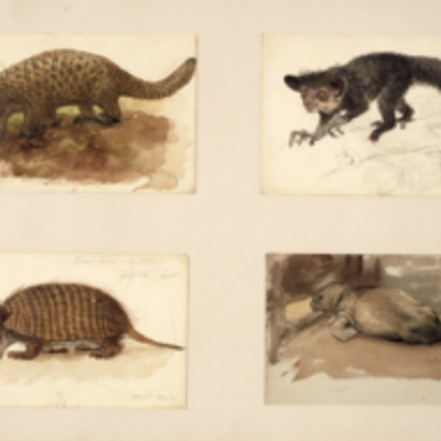Outstanding Collection of Joseph Wolf Animal Drawings at Risk of Leaving the UK