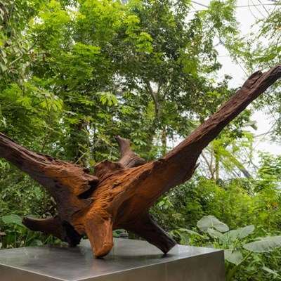 Ai Weiwei's Iron Root Sculpture Finds New Home in Eden’s Rainforest Biome
