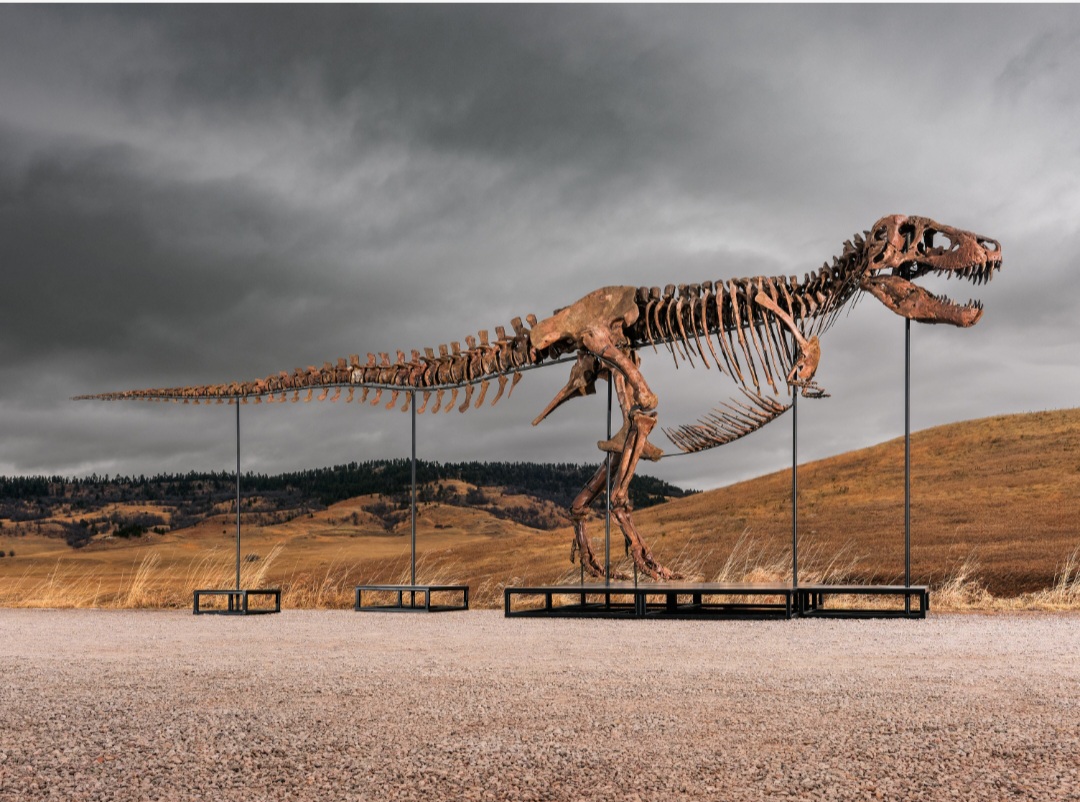 T. Rex Fossil sells for Record $50.1 Million at Auction