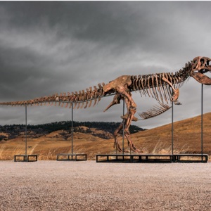 T. Rex Fossil sells for Record $50.1 Million at Auction