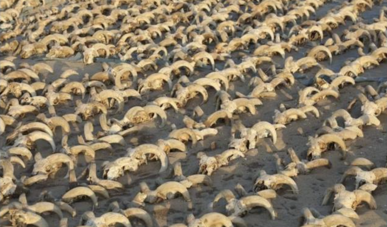 2,000 Mummified Ram Heads Found in Ancient Egyptian Temple