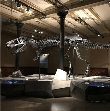Dinosaur Bones forfeited to settle unexplained Wealth Order Case 