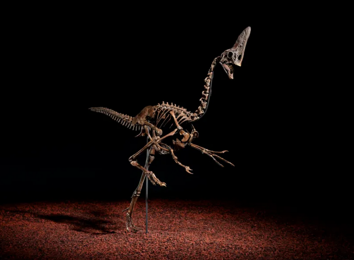 Christie’s to offer Dinosaur Skeleton in December Auction