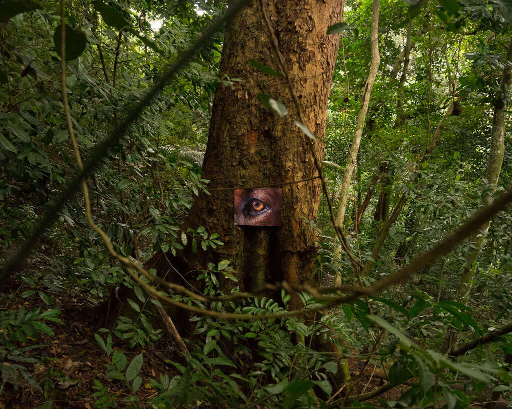 Magical Realism: Imagining Natural Dis/order at Wiels, Brussels