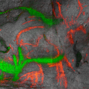 First Absolute Dating of Palaeolithic Paintings in the Dordogne, France