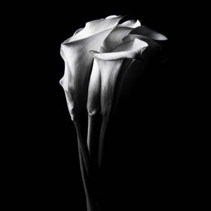  Lea Hope Bonzer (Croatia - USA) "Ethereal calla lilies" 2024