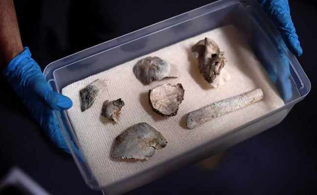  12,000-Year-Old Human Fossil Fragments Recovered From Burnt Brazil Museum