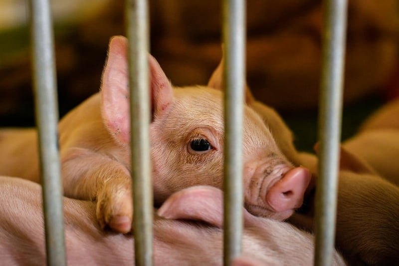 Controversial Art Exhibition inflicts suffering on Piglets