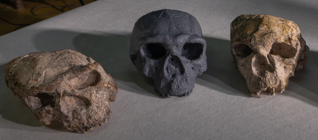 Study dates Back our Origins by 400,000 Years to more than One Million Years Ago
