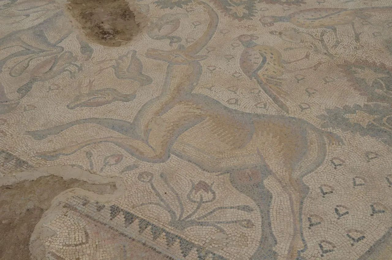 Man discovers Roman Mosaic Floor in Eastern Turkey while gardening 