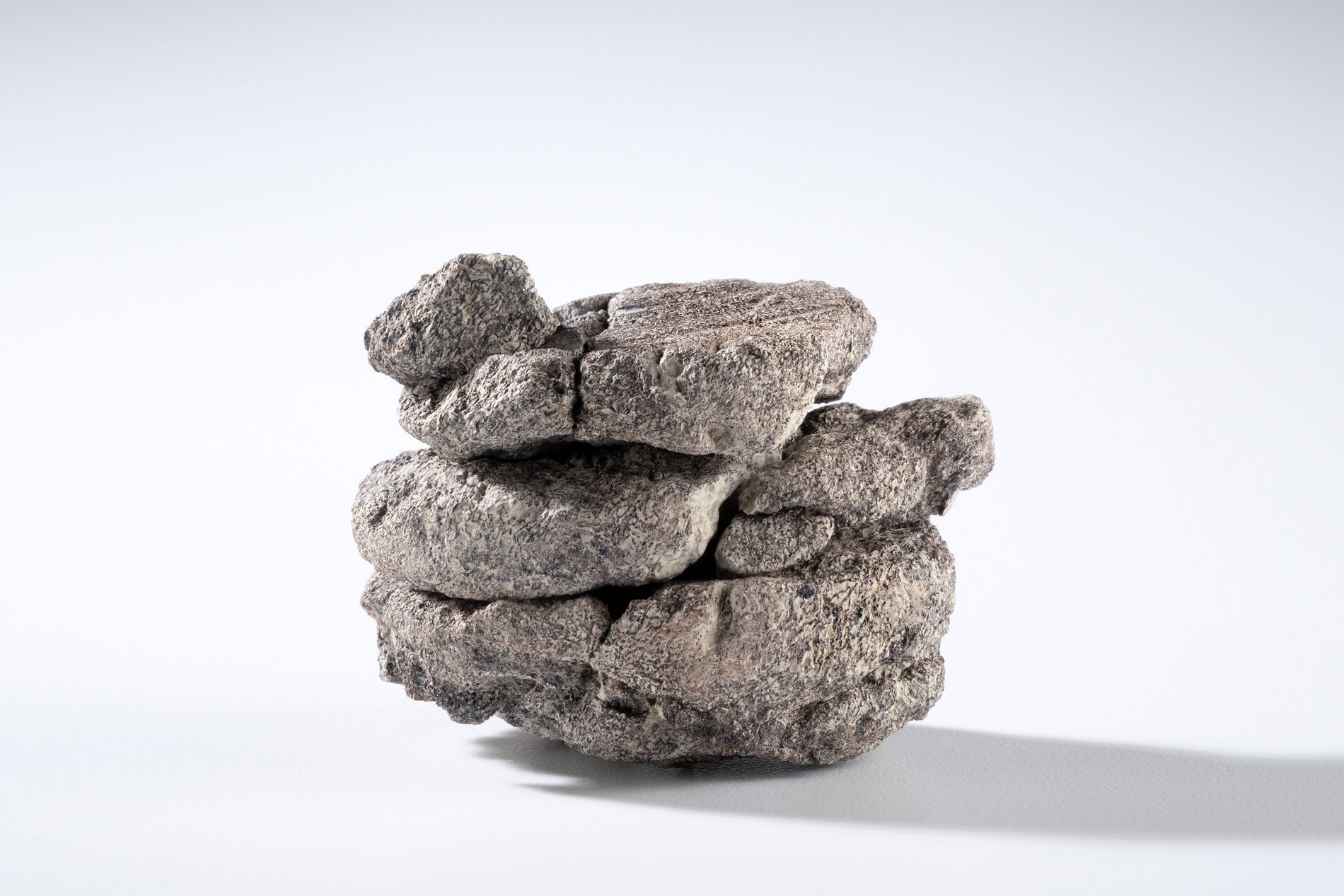 Researchers discover Dinosaur Fossil Beneath Denver Museum of Nature & Science
