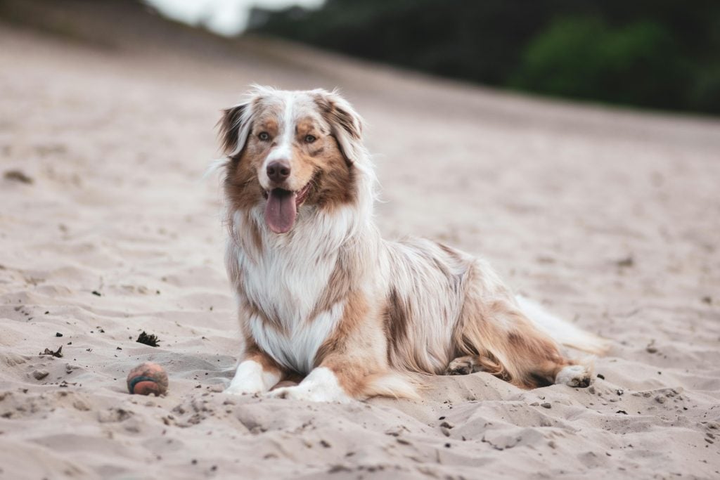 Dutch Court orders Photographer Anton Corbijn to return South African Millionaire’s Dog