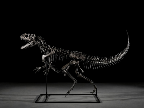 Rare Dinosaur “Ceratosaurus” Skeleton sells for $30.5 Million at Sotheby’s Auction