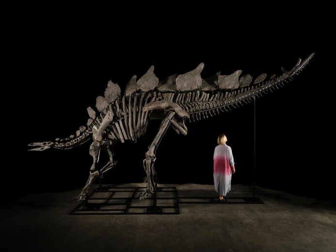 Meet Apex: The Finest Stegosaurus Fossil Ever to Come to Auction