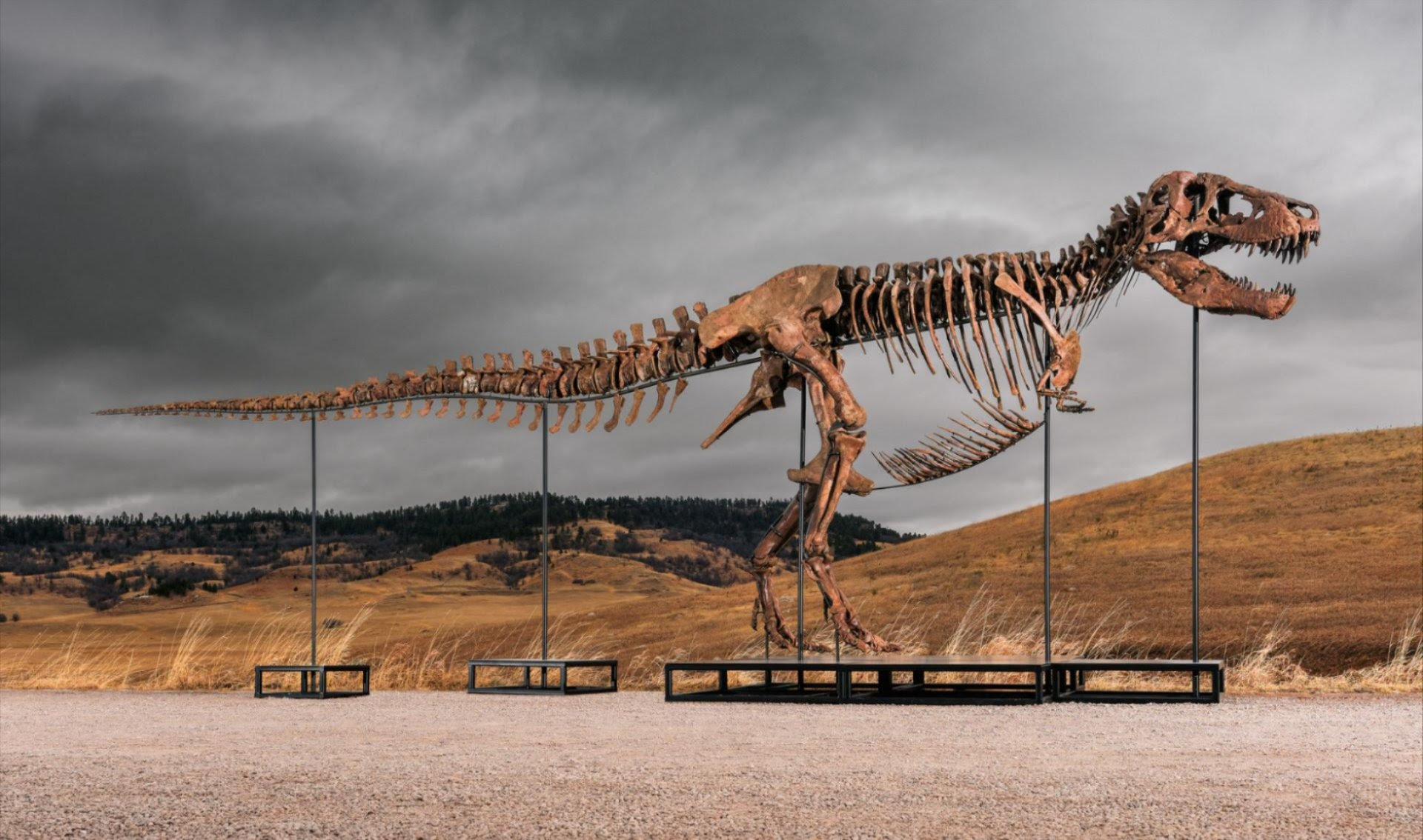 T. Rex "Gus" Most Valuable Dinosaur offered at Auction to Headline Sotheby's Geek Week