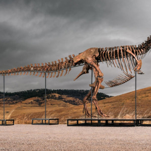 T. Rex "Gus" Most Valuable Dinosaur offered at Auction to Headline Sotheby's Geek Week