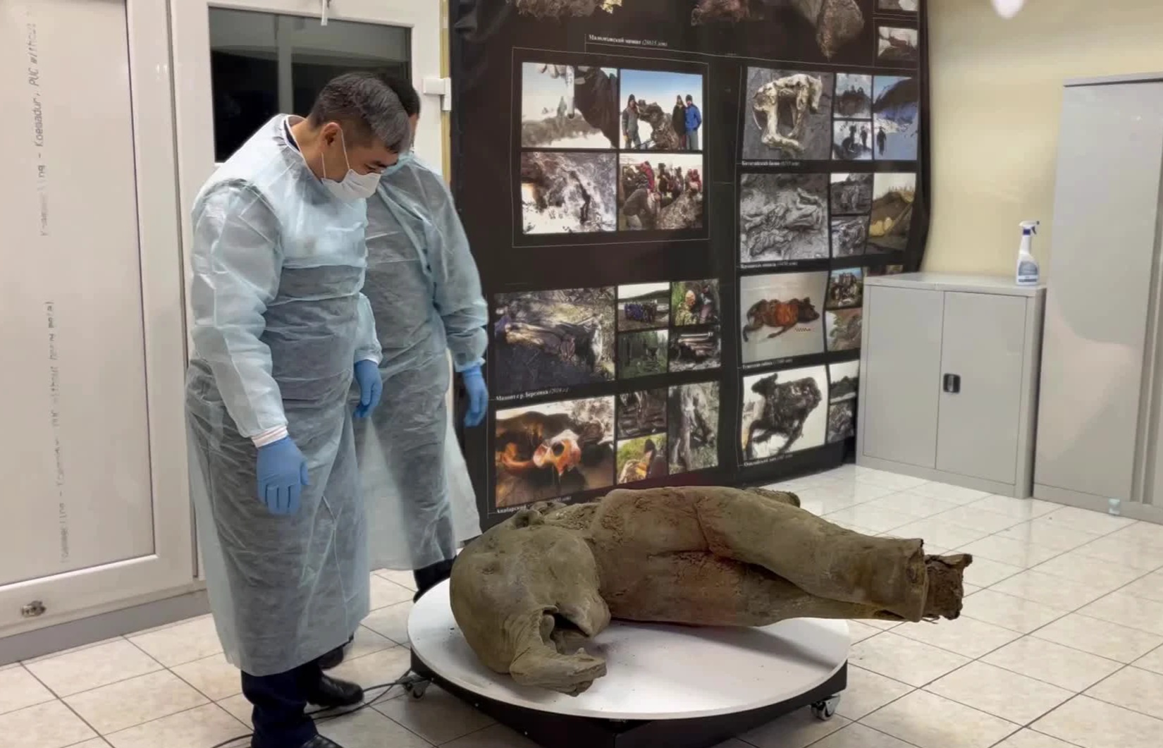 Russian Scientists discover well-preserved Baby Mammoth Remains in Siberia