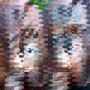 Kissing may be 21 Million Years Old, New Study reveals