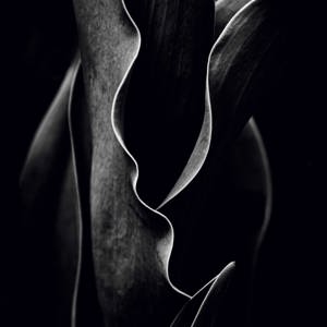 Lea Hope Bonzer (Croatia - USA) "Tenebris - tulip leaf" 2024
