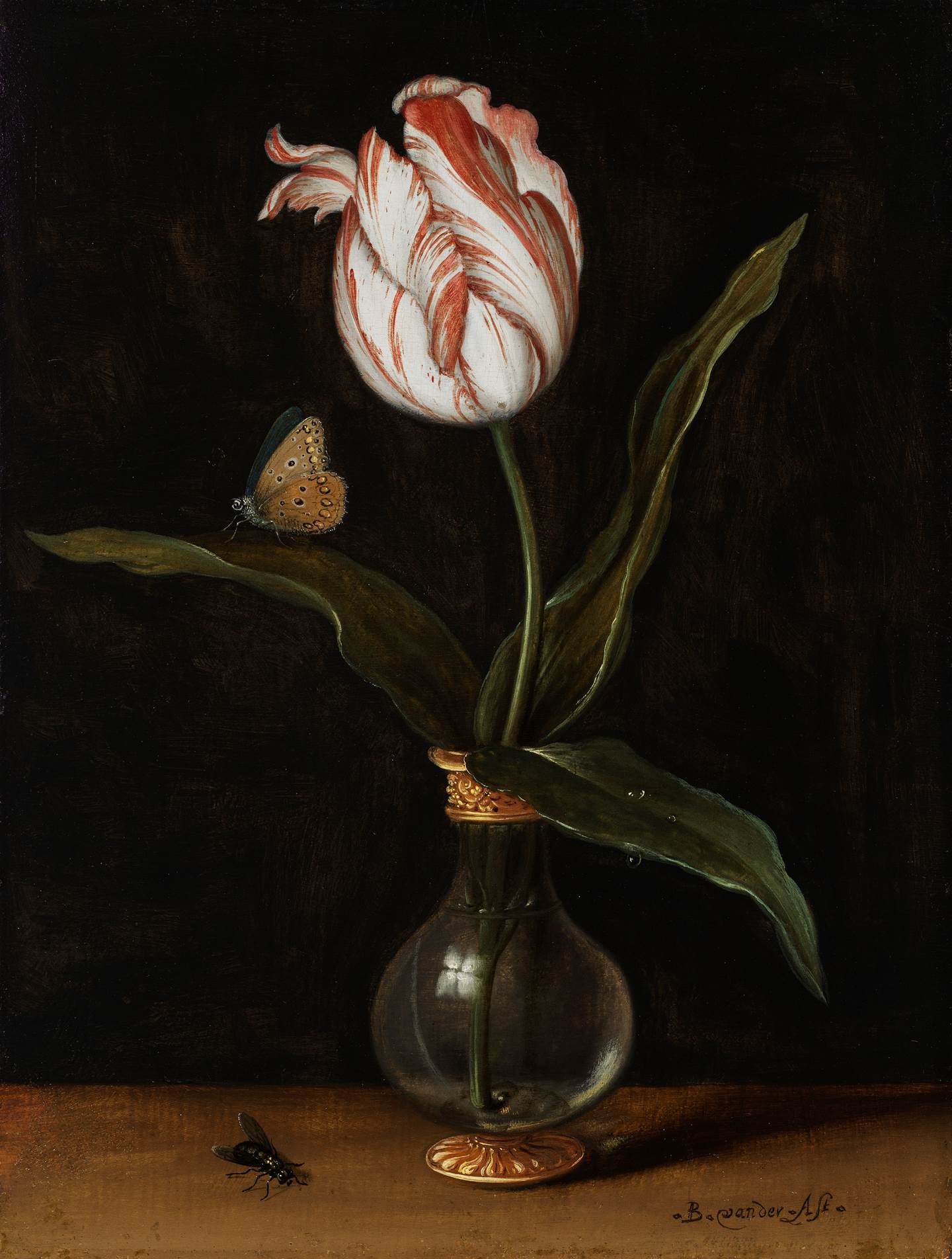 Mauritshuis Acquires New Tulip for Its Collection
