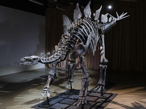 Apex, the $45 Million Stegosaurus Skeleton is Now on View in N.Y.C.