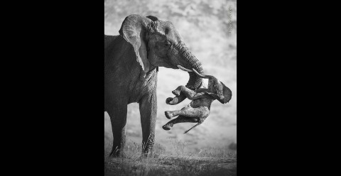 Heartbreaking Photograph of an Elephant and Deceased Calf Wins Wildlife Photographer of the Year