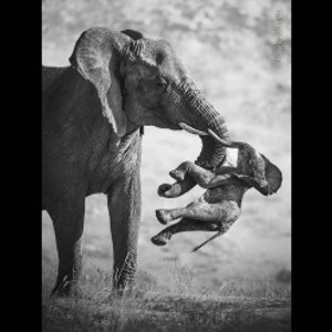 Heartbreaking Photograph of an Elephant and Deceased Calf Wins Wildlife Photographer of the Year