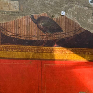 Frescoes uncovered in Italy’s Villa Poppaea, Pompeii