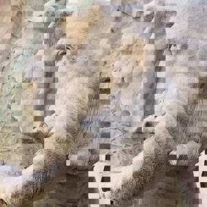 Bernini Elephant Statue damaged in Rome