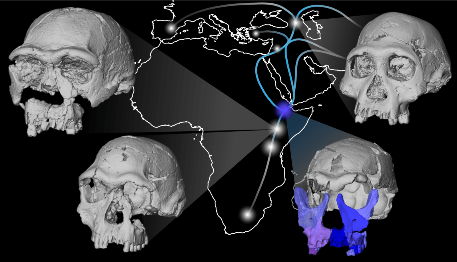 Midwestern University Researcher discovers new Insight into Early Human Migration