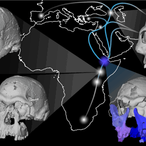 Midwestern University Researcher discovers new Insight into Early Human Migration