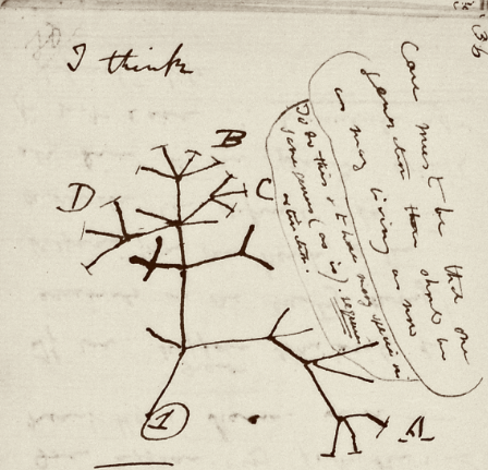 Darwin's Missing Notebooks at the University of Cambridge